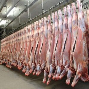 Halal Fresh & Frozen Beef Meat